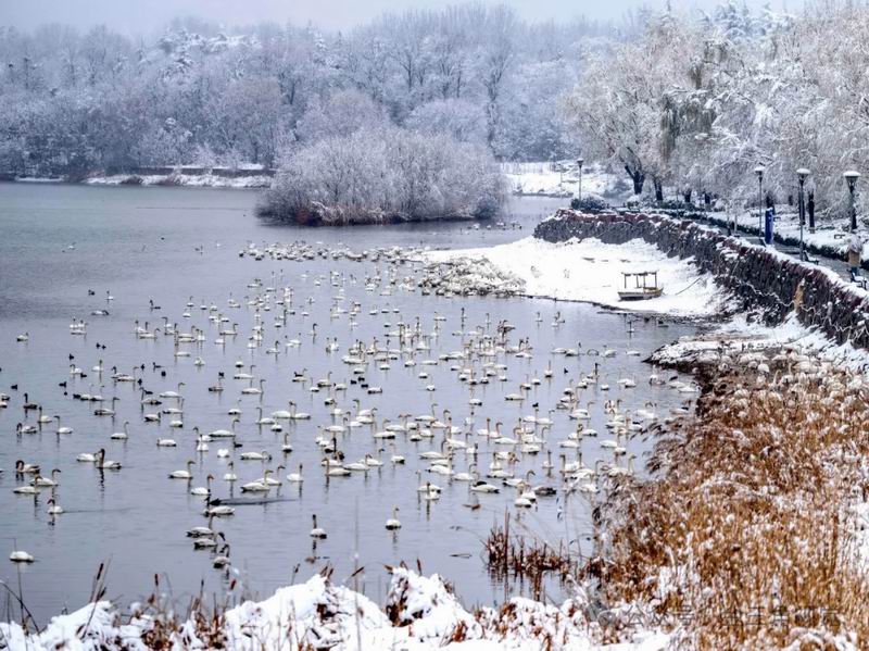 河南三门峡：雪中天鹅湖 美景如画