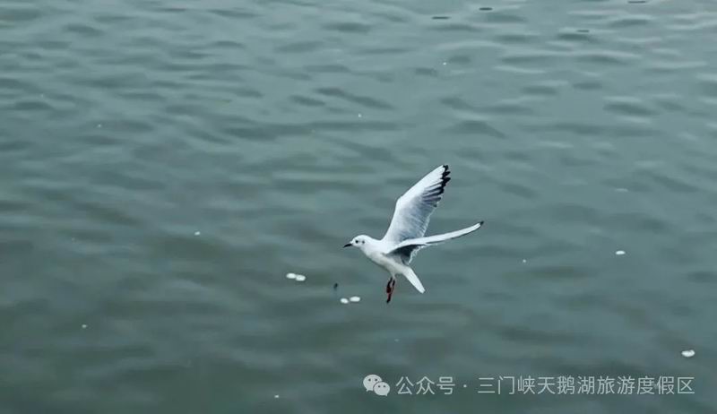 640_wx_fmt=jpeg&from=appmsg&watermark=1&tp=webp&wxfrom=5&wx_lazy=1 (23).jpg