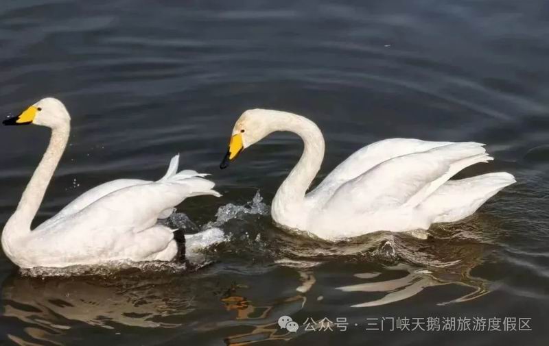 640_wx_fmt=jpeg&from=appmsg&watermark=1&tp=webp&wxfrom=5&wx_lazy=1 (1).jpg