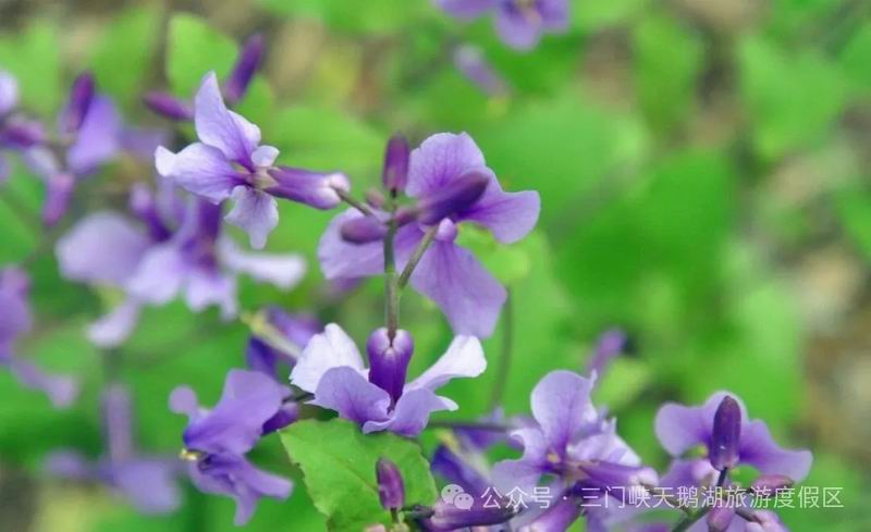 640_wx_fmt=jpeg&watermark=1&tp=webp&wxfrom=5&wx_lazy=1 (19).jpg