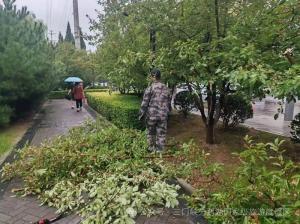 【公园动态】全域环境整治提质 擦亮沿黄生态风景线