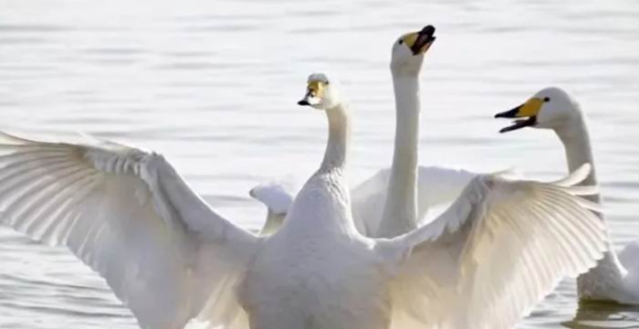 三门峡天鹅湖旅游度假区天鹅湖景区关于东门、北门暂行封闭管理的公告