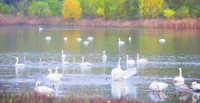 天鹅湖——五彩斑斓的童话