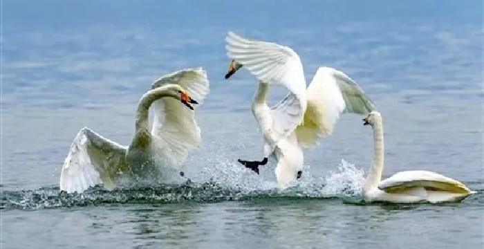 “一节一展”本周开幕