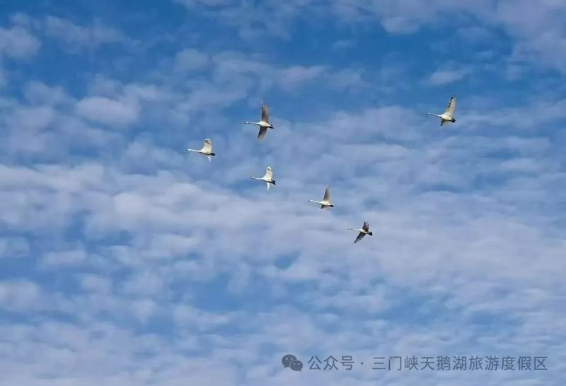 黄河天鹅湖湿地保护中心：助力“白天鹅旅游季”绽放光彩