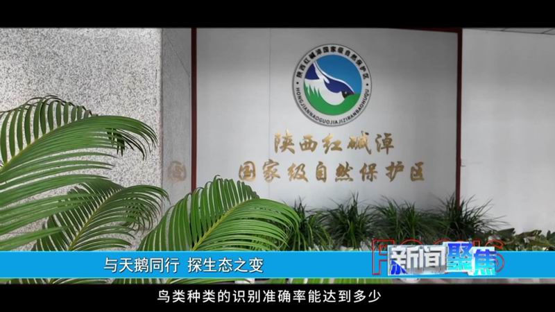 【新闻聚焦】与天鹅同行 探生态之变