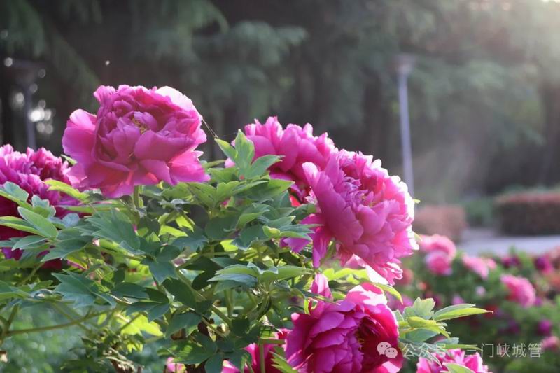 天鹅湖湿地公园：牡丹随风摇曳生姿