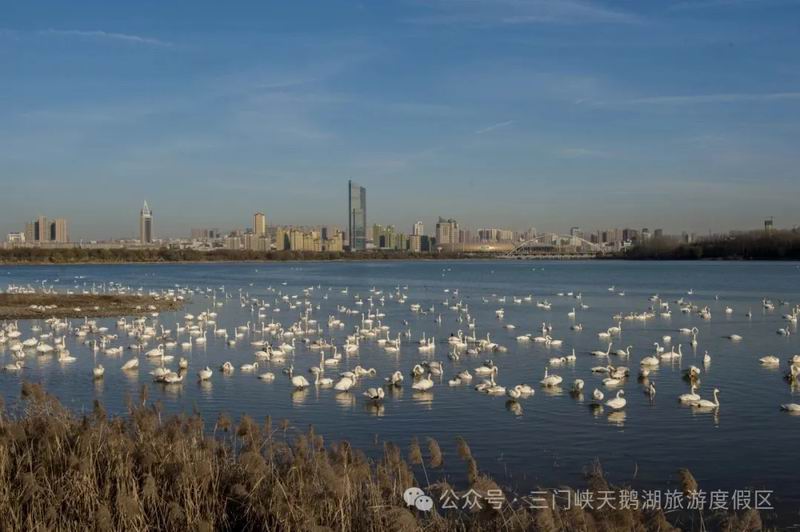 天鹅湖度假区：以“绿”为底，绘就宜游新画卷