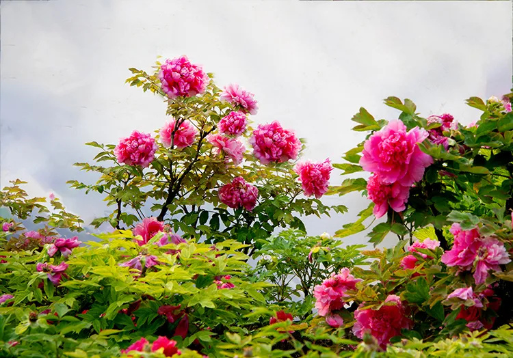 640_wx_fmt=jpeg&from=appmsg&tp=webp&wxfrom=5&wx_lazy=1 (2).jpg