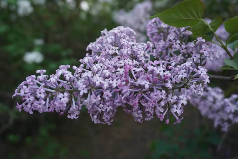 640_wx_fmt=jpeg&tp=webp&wxfrom=5&wx_lazy=1 (1).jpg