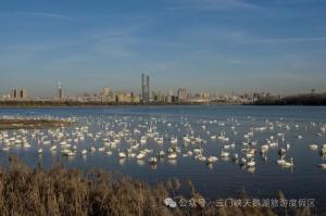 天鹅之城・三门峡：一场人与生灵的温柔相守